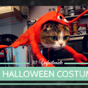 30 Unfortunate Pet Halloween Costumes